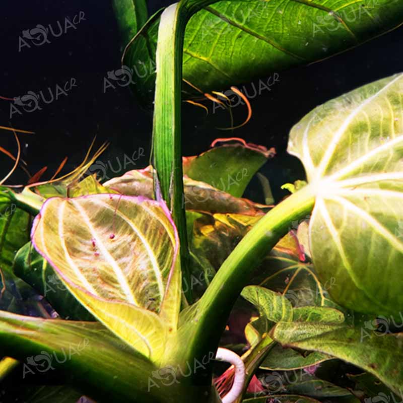 Echinodorus 'Iguazú 2009'